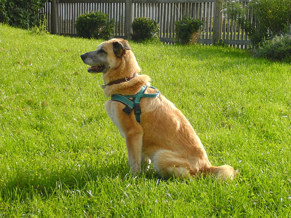 med_Bella Figura.JPG (600 x 450)